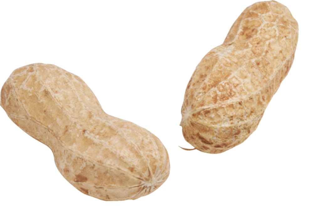 Peanut Shell Png