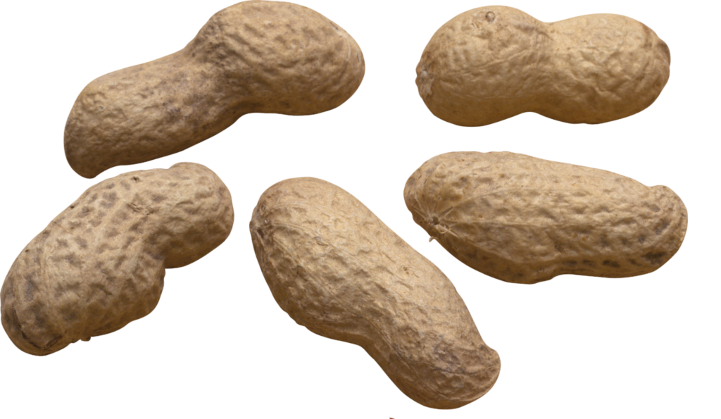 Peanut Png Top View 