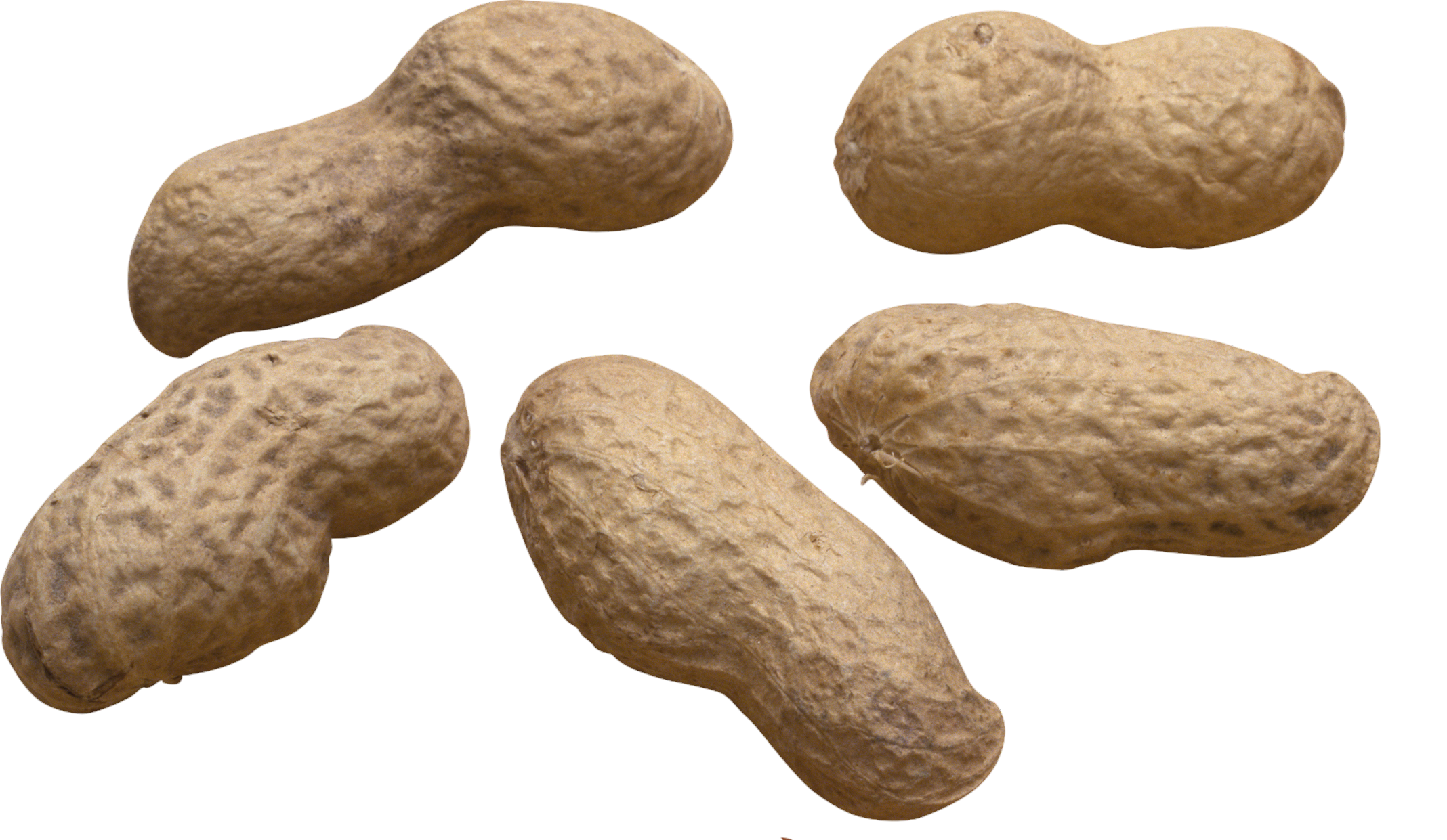 Peanut-6