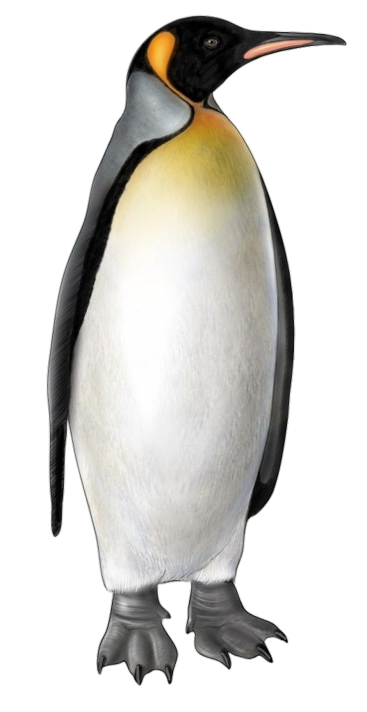 Animated Penguin Png