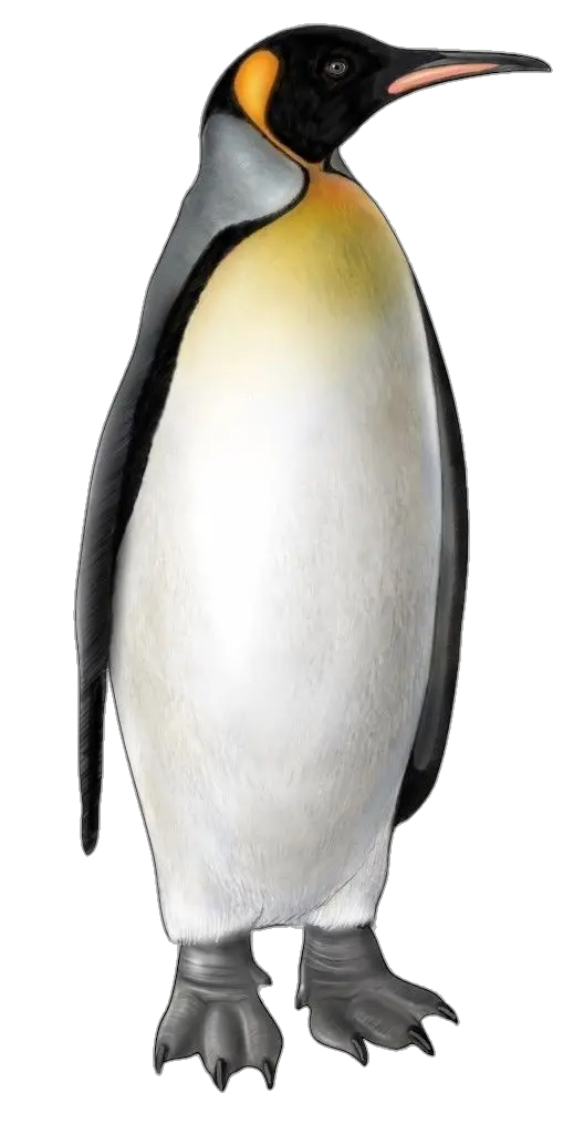 https://pngfre.com/wp-content/uploads/Penguin-png-1.png