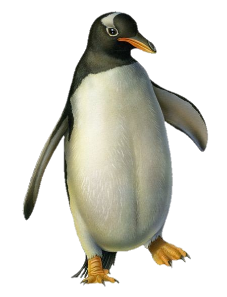 Transparent Penguin Png