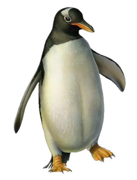 Penguin-png-23