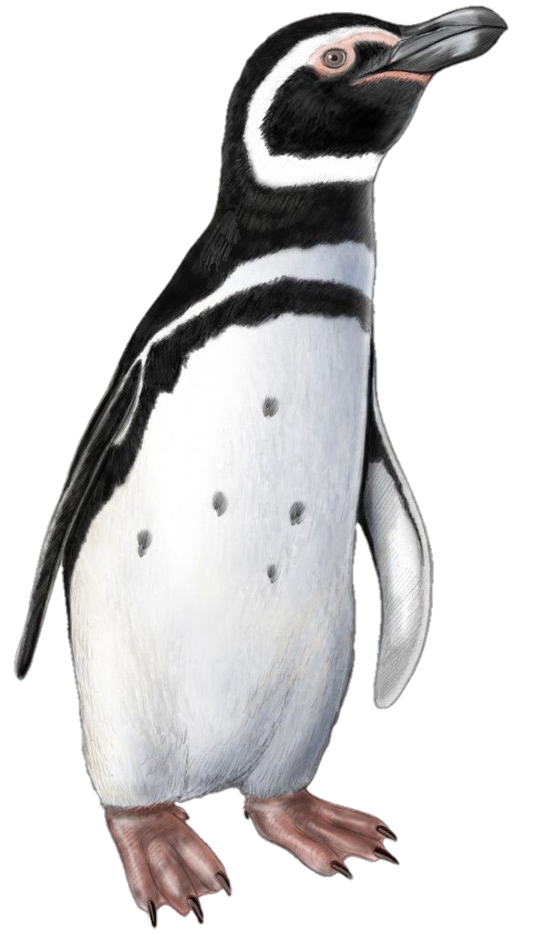 Penguin-png-24