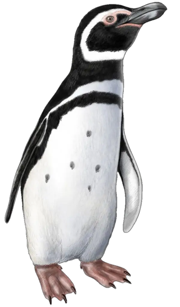 Penguin Png Image