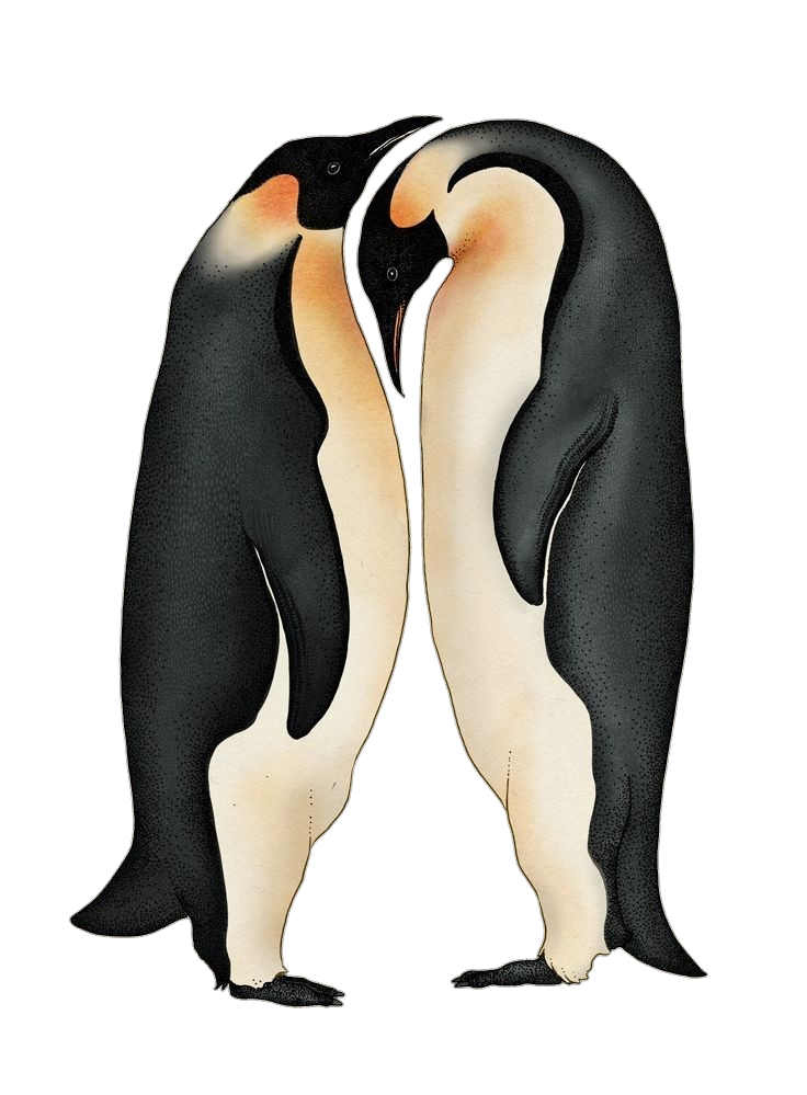 Penguin-png-25