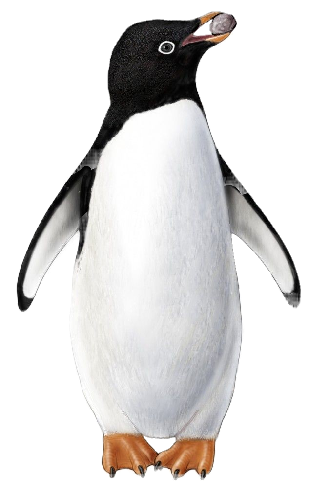 Animated Penguin Png