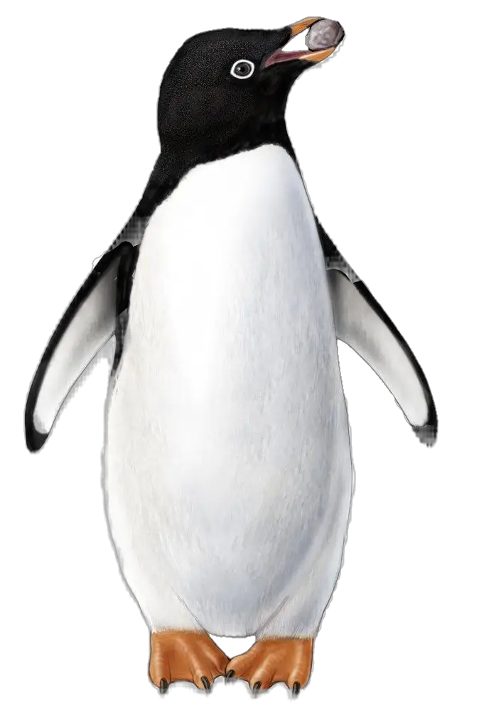 Penguin-png-3