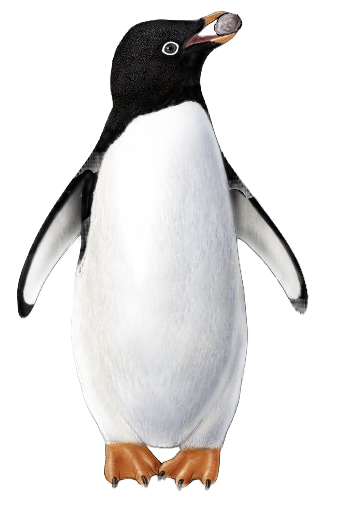 Penguin-png-4