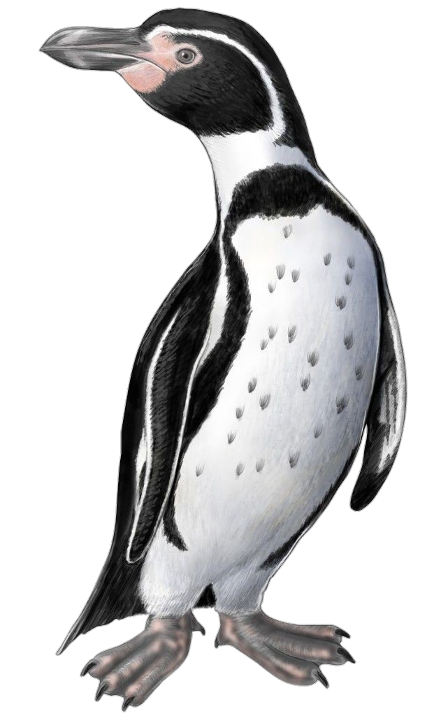 Penguin Clipart Png