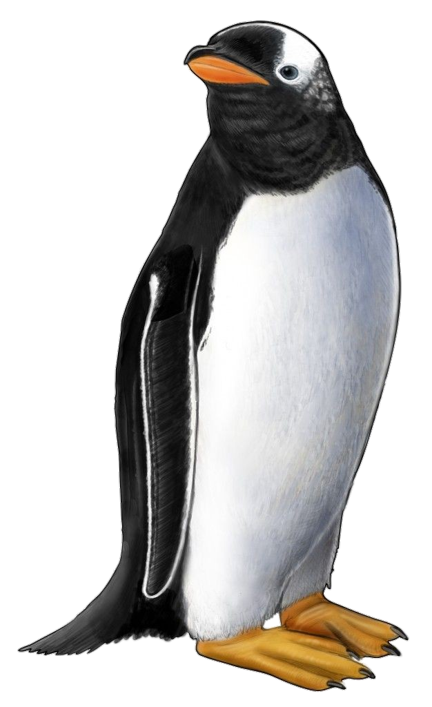 Penguin-png-7