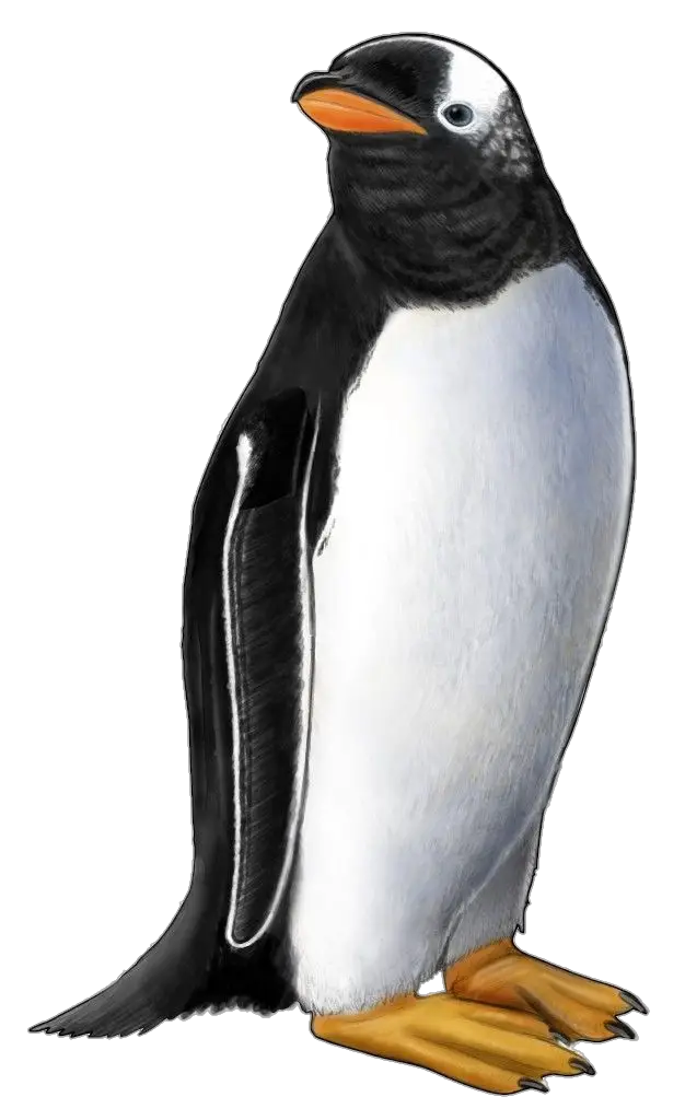 Penguin-png-7