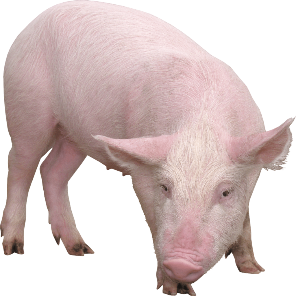 Domestic Pig PNG