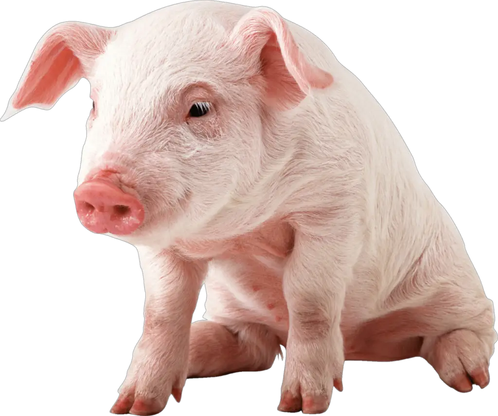 Sitting Pig PNG