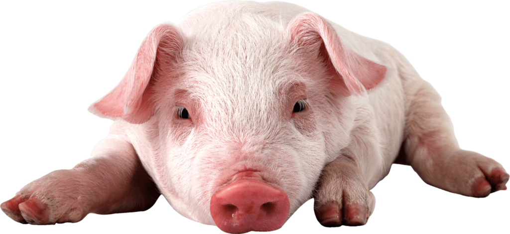 Pig PNG with Transparent Background