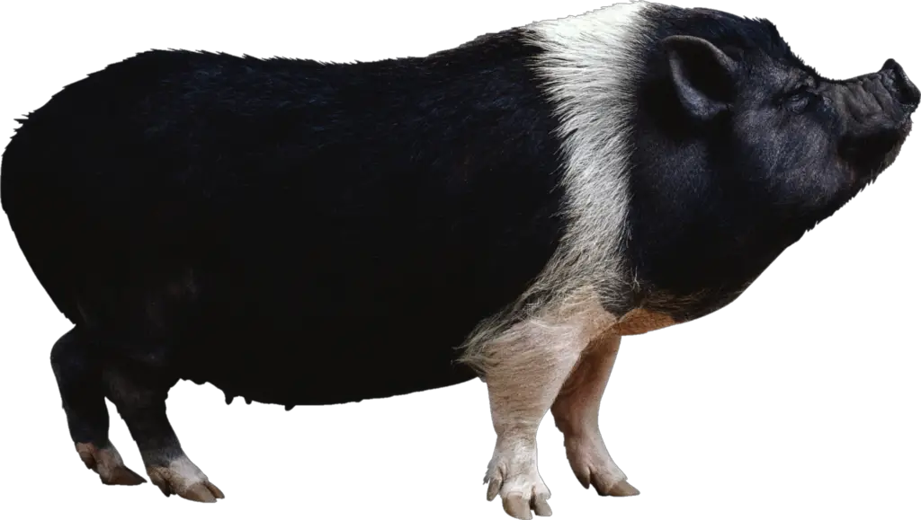 Black Pig PNG