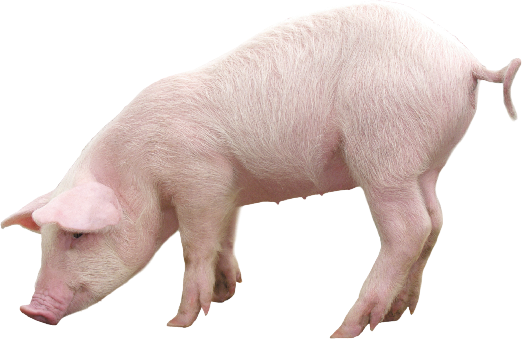Pig-17