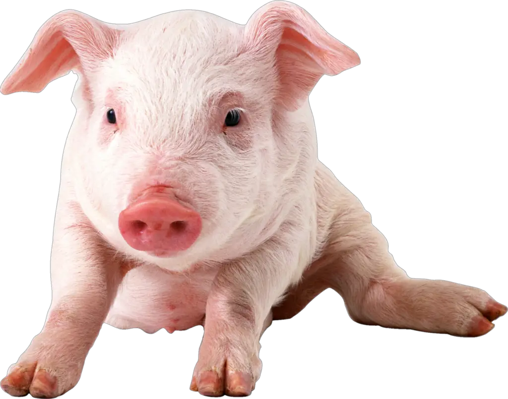 Domestic Pig PNG