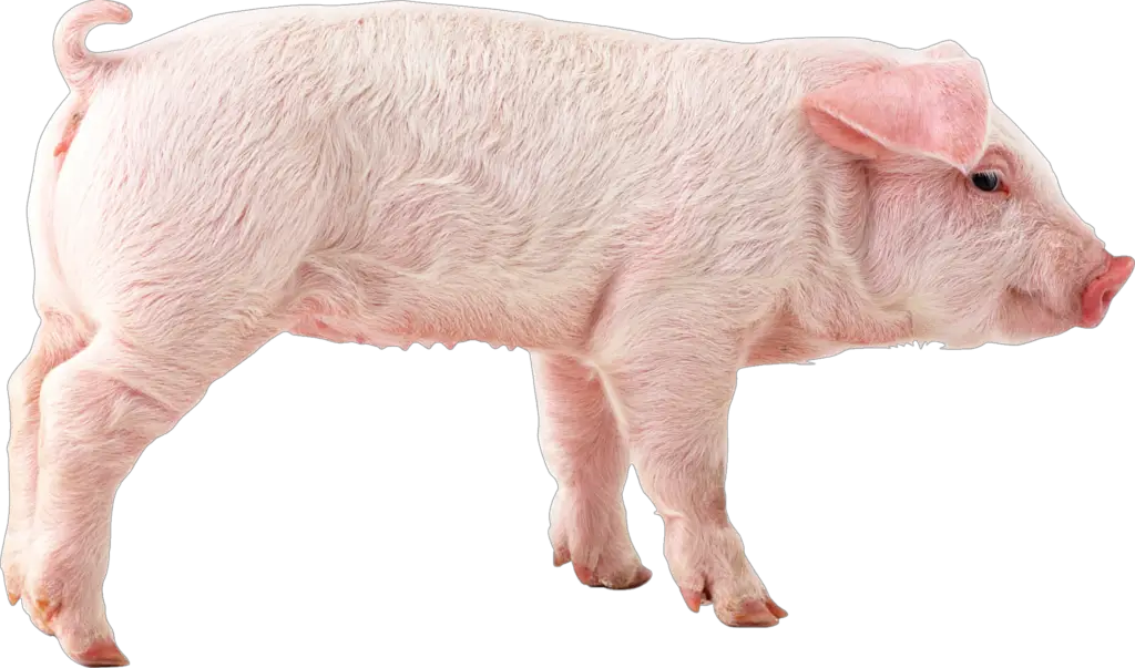 Domestic Pig PNG