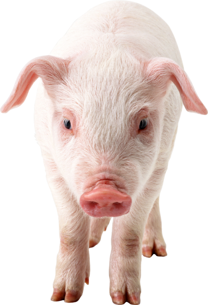 White Pig PNG