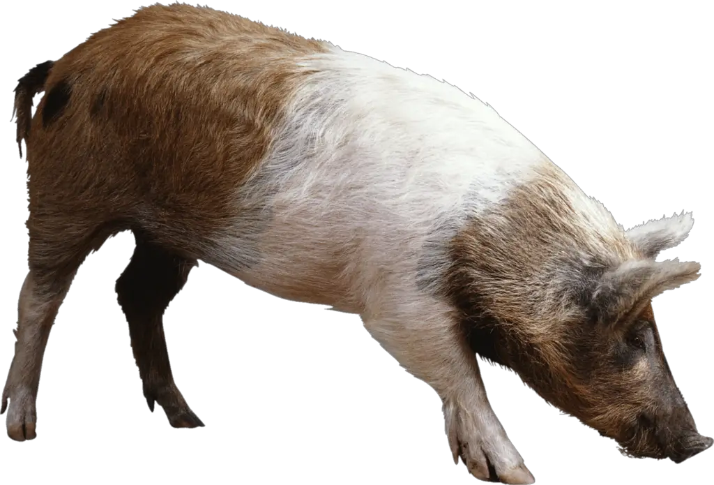 Transparent Pig PNG