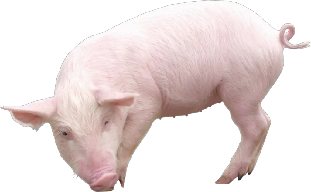 Transparent Background Pig PNG