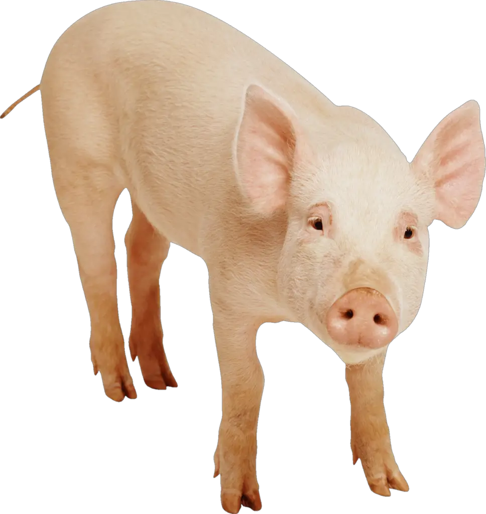 Domestic Pig PNG