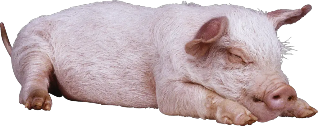 Sleeping Pig PNG