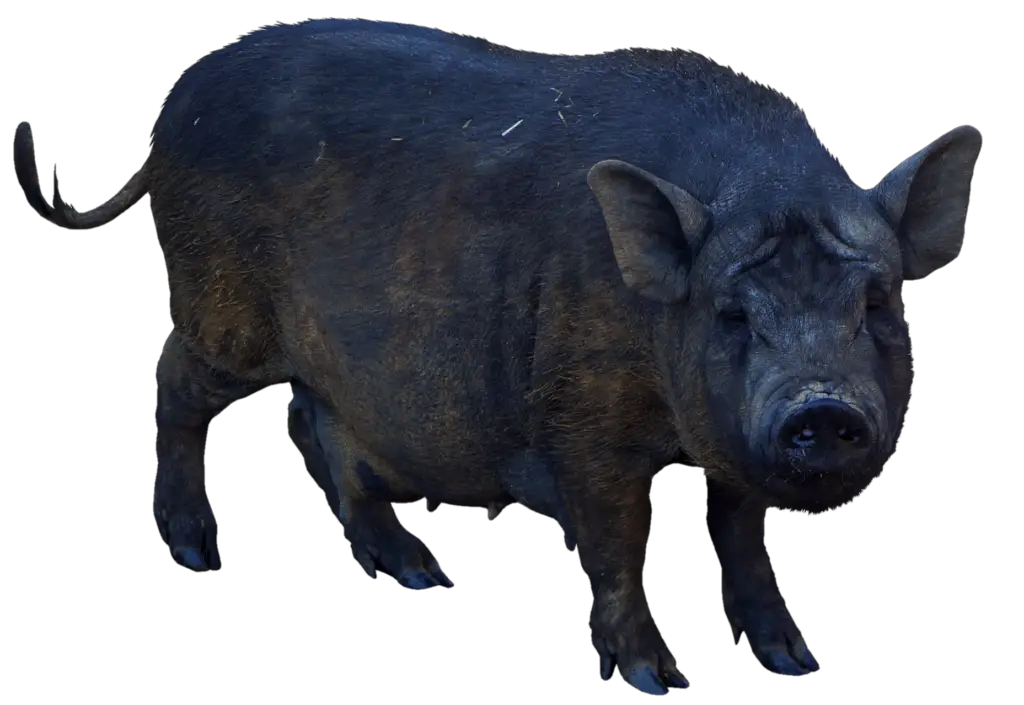 Black Pig Png