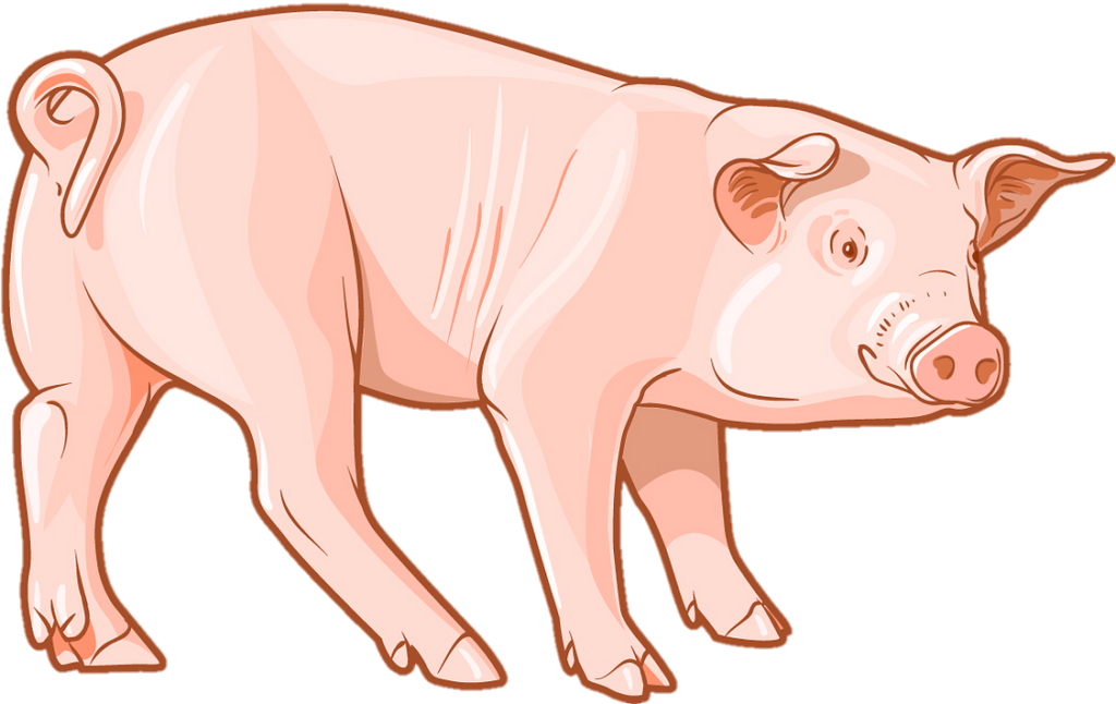 Animated Pig PNG