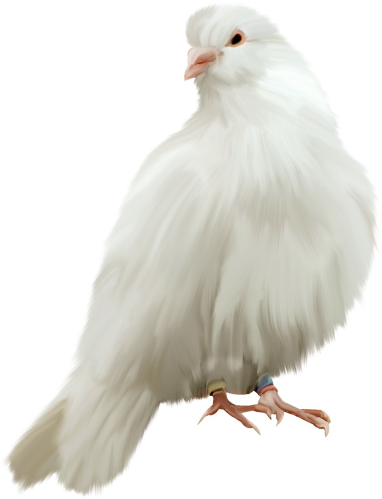 Pigeon clipart PNG