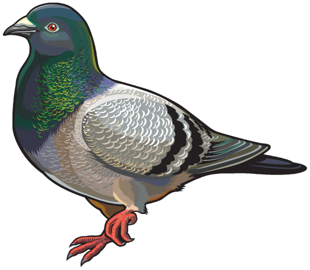 Picsart Pigeon PNG