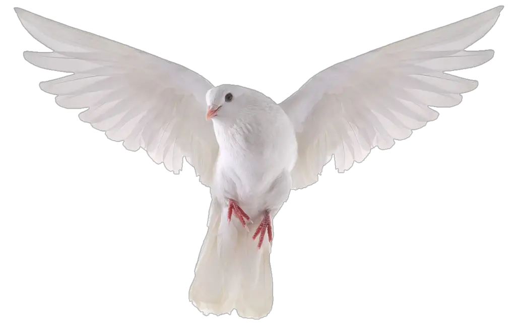 bird png