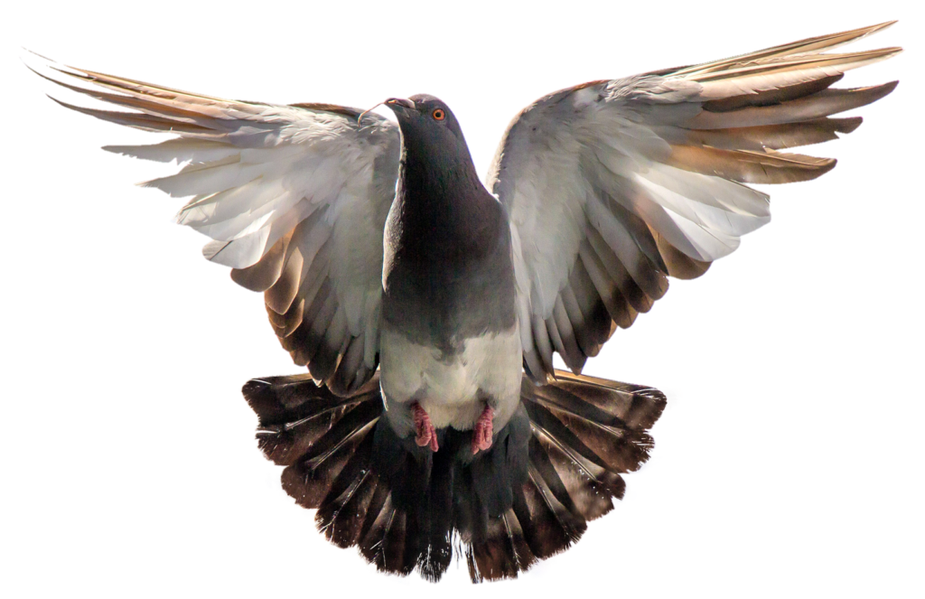 Transparent Pigeon PNG