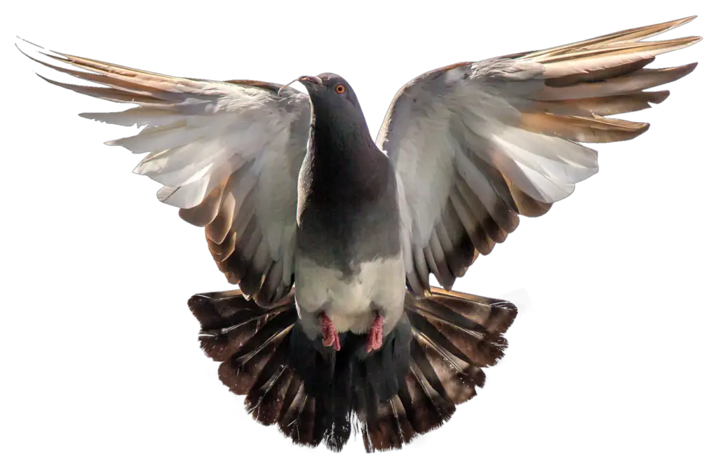 Transparent Pigeon PNG