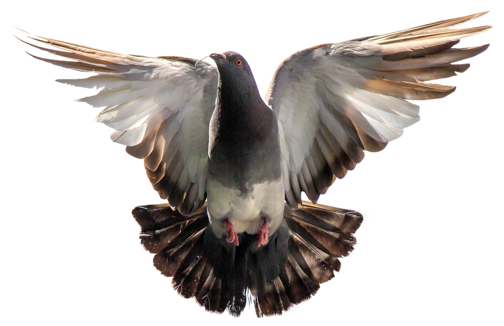 Pigeon-12