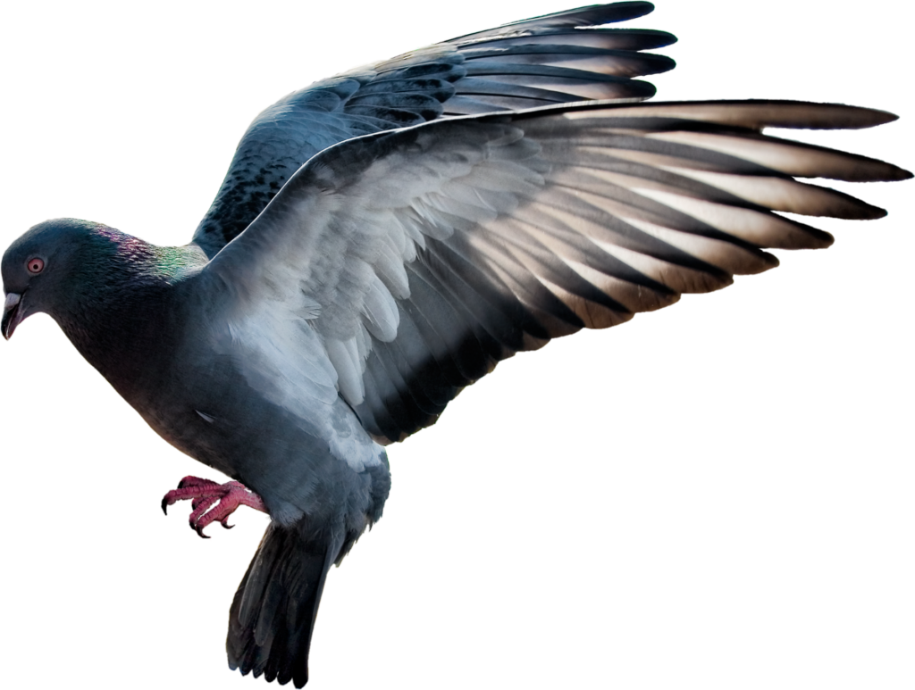 full hd Pigeon PNG