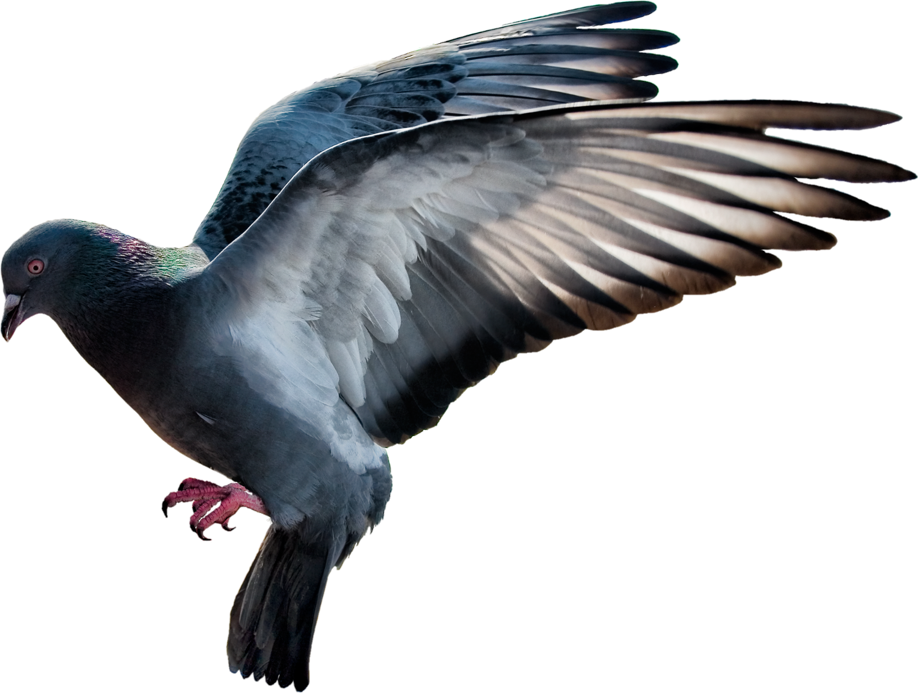 Pigeon-13