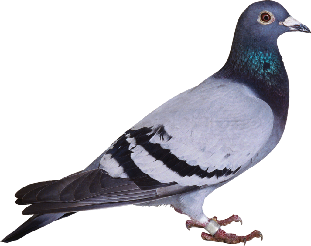 Blue bar Pigeon PNG