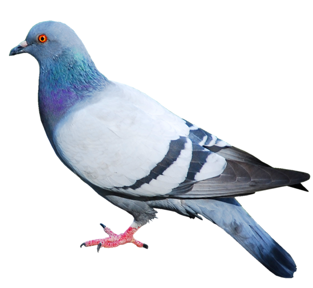 Transparent Background Pigeon PNG