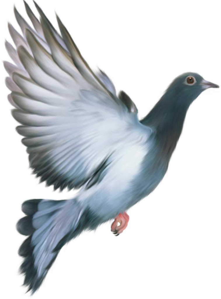 Clip art Pigeon PNG