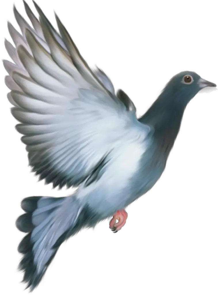 Pigeon PNG Free Download 1, PNG Images Download