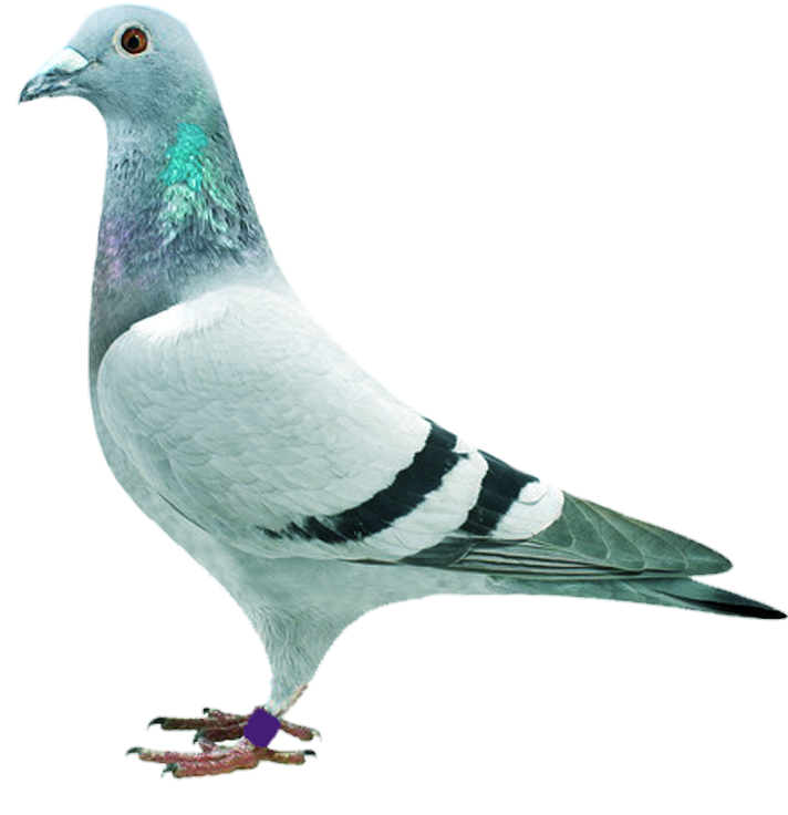 Pigeon-17