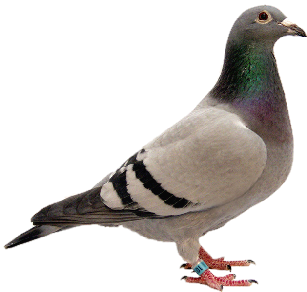 Pigeon-18