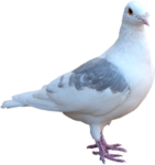 Pigeon png image