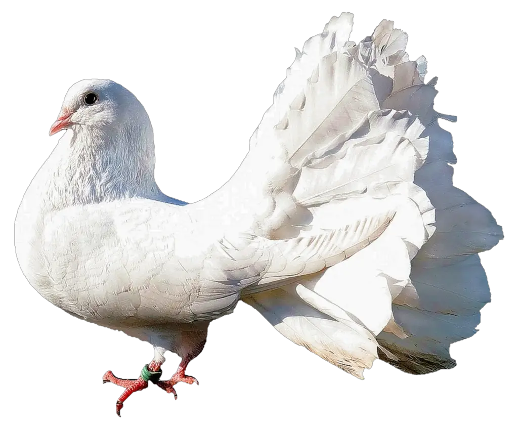 Full HD Pigeon PNG