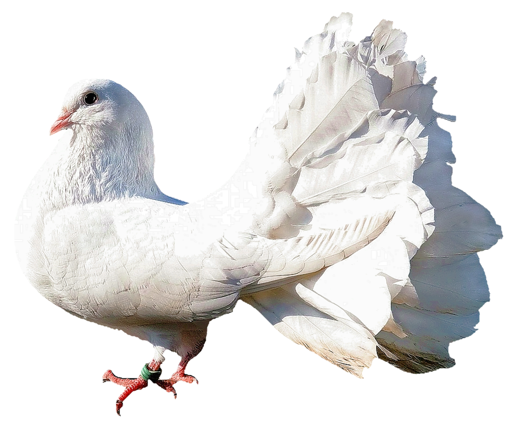 Pigeon-2