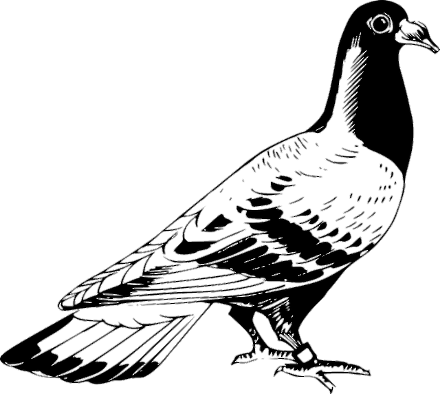 Black and White Pigeon PNG