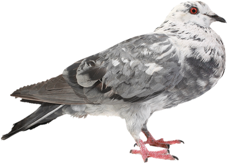 Pigeon-22