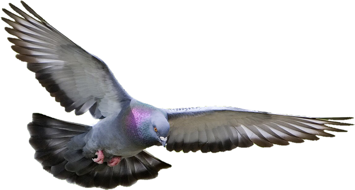 Pigeon-23